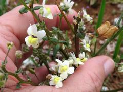 Nemesia leipoldtii