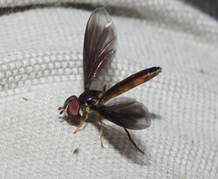 Ocyptamus fuscipennis