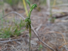 Pterostylis pusilla