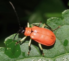 Paratriarius