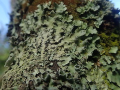 Hypotrachyna spumosa