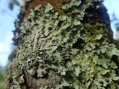 Hypotrachyna spumosa