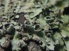 Hypotrachyna spumosa