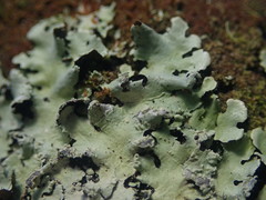 Hypotrachyna spumosa