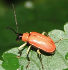 Paratriarius