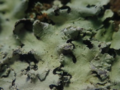 Hypotrachyna spumosa