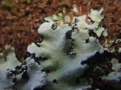 Hypotrachyna spumosa