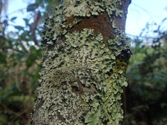 Hypotrachyna spumosa