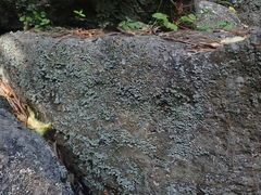Cladonia enantia