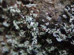 Cladonia enantia