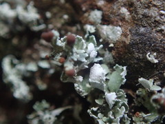 Cladonia enantia