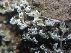 Cladonia enantia