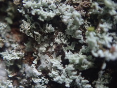 Cladonia enantia