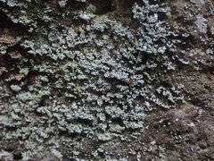 Cladonia enantia