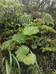 Gunnera petaloidea