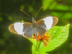 Heliconius cydno