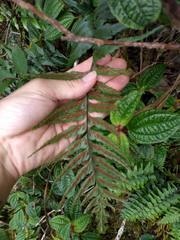 Asplenium contiguum