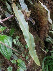 Elaphoglossum paleaceum