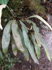 Elaphoglossum paleaceum