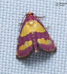 Phoenicophanta bicolor
