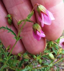 Hermannia verdoorniae