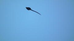 Euplectes progne progne