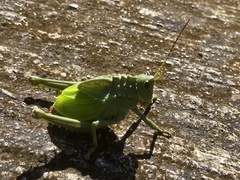 Cibotopteryx