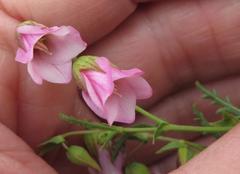 Hermannia verdoorniae