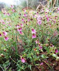 Hermannia verdoorniae