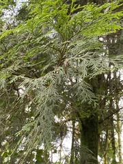 Calocedrus formosana