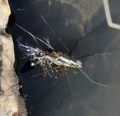 Limnogonus hypoleucus