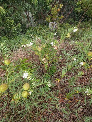 Gomphocarpus physocarpus observed 2021-09-04