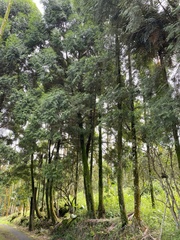 Calocedrus formosana