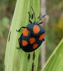 Brachystethus rubromaculatus
