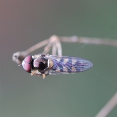 Diptera