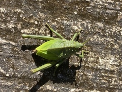 Cibotopteryx