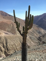 Browningia candelaris