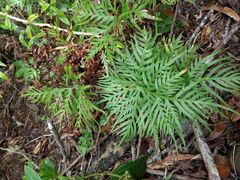 Doryopteris decipiens