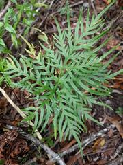 Doryopteris decipiens