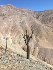 Browningia candelaris