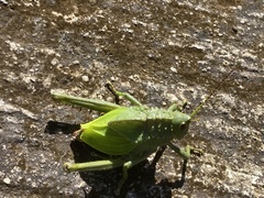 Cibotopteryx
