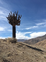 Browningia candelaris