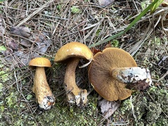 Suillus punctipes