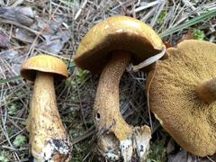 Suillus punctipes
