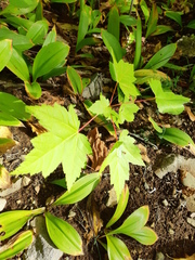 Acer rubrum image