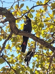 Calyptorhynchus banksii