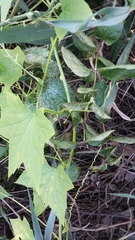 Echinocystis lobata