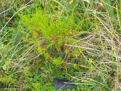 Hypericum laricifolium