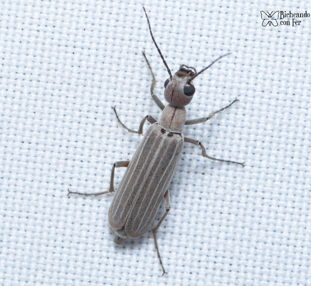 Thin-lined Blister Beetle
