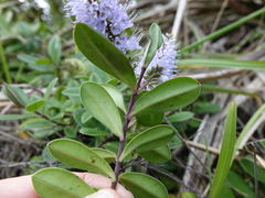 Veronica obtusata
